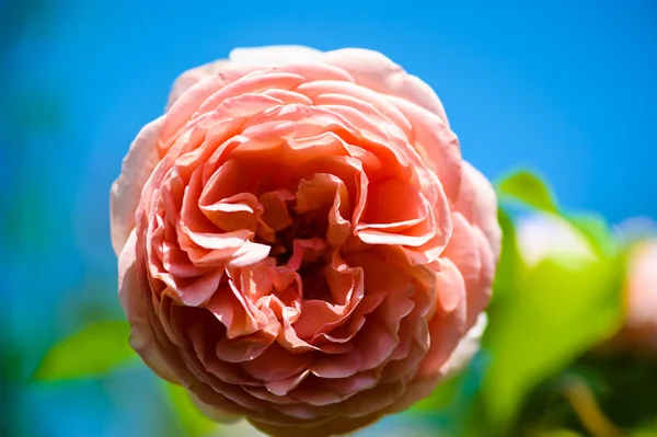 Beautiful pink rose — Stock Photo, Image