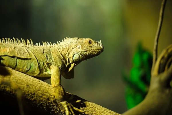 Green iguana dragon — Stock Photo, Image