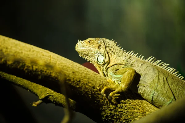 Зеленый игуанский дракон — стоковое фото