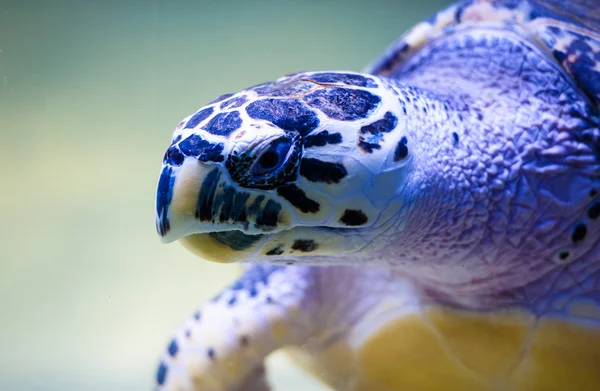 Smukke skildpadde svømning - Stock-foto