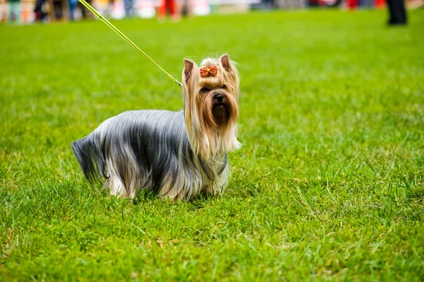 Yetişkin köpek — Stok fotoğraf