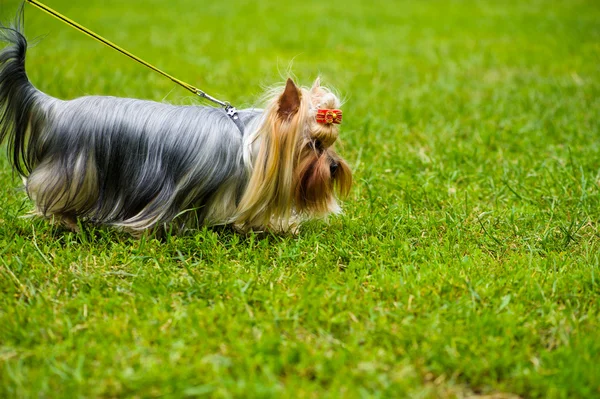 Cane adulto carino — Foto Stock