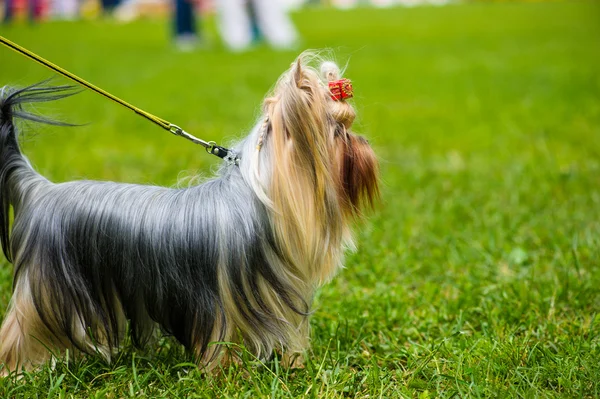 Adult cute Dog — Stock Photo, Image