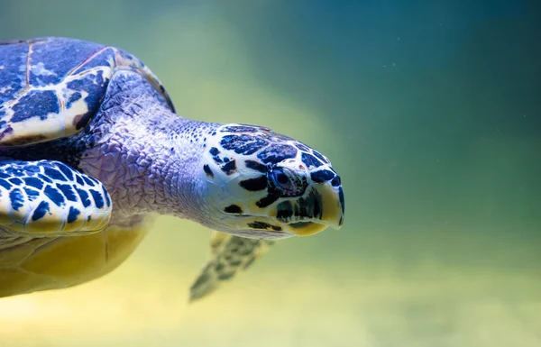 Kaunis kilpikonna uinti — kuvapankkivalokuva
