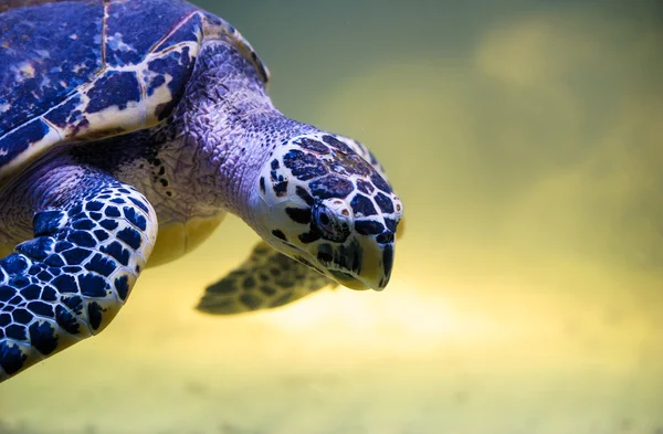 Kaunis kilpikonna uinti — kuvapankkivalokuva