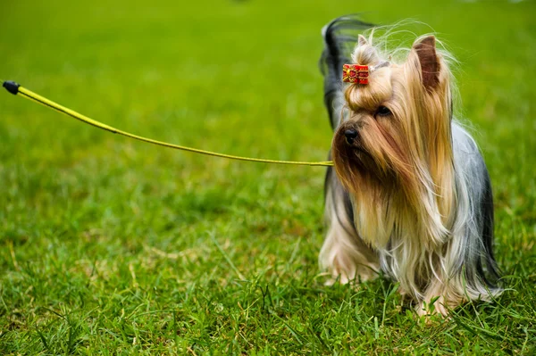 Erwachsener süßer Hund — Stockfoto