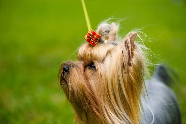 Erwachsener süßer Hund — Stockfoto