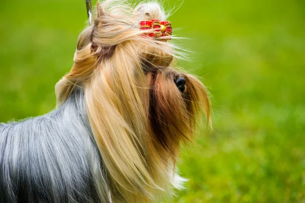 Perro lindo adulto — Foto de Stock