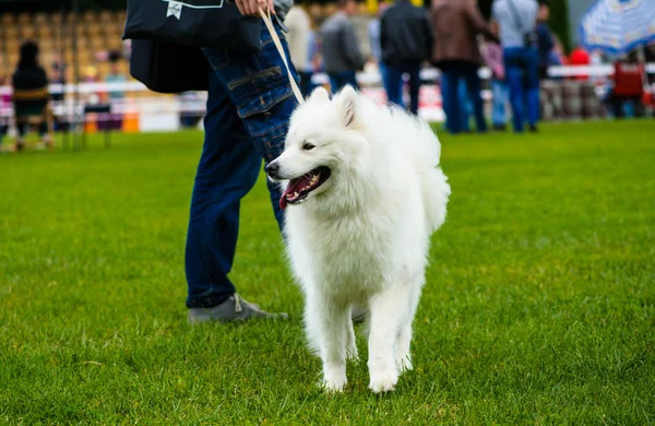 Adult cute Dog — Stock Photo, Image