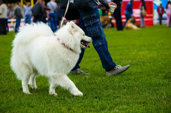 Yetişkin köpek — Stok fotoğraf