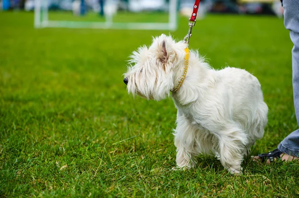 Voksen sød hund - Stock-foto