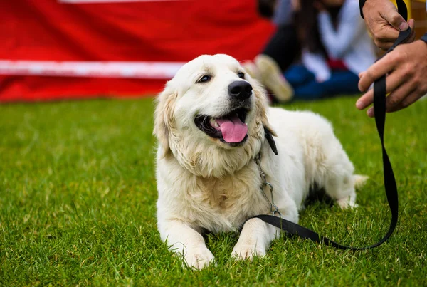 Vuxen söt hund — Stockfoto