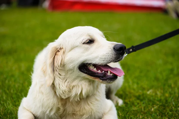 Adulto bonito cão — Fotografia de Stock