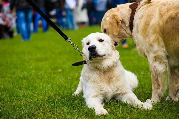 Volwassen schattig honden — Stockfoto