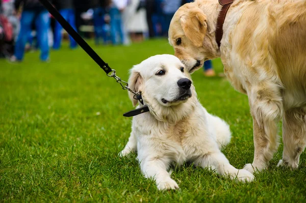 Adult cute Dogs — Stock Photo, Image