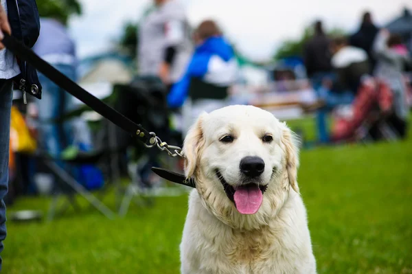 Søt hund til voksne – stockfoto