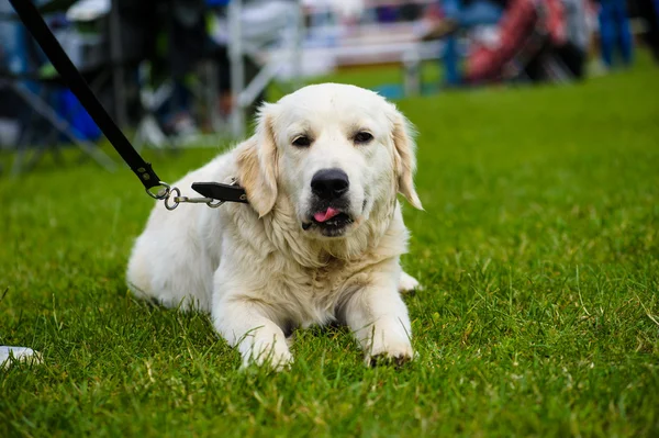 Søt hund til voksne – stockfoto