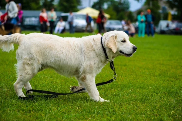 Erwachsener süßer Hund — Stockfoto