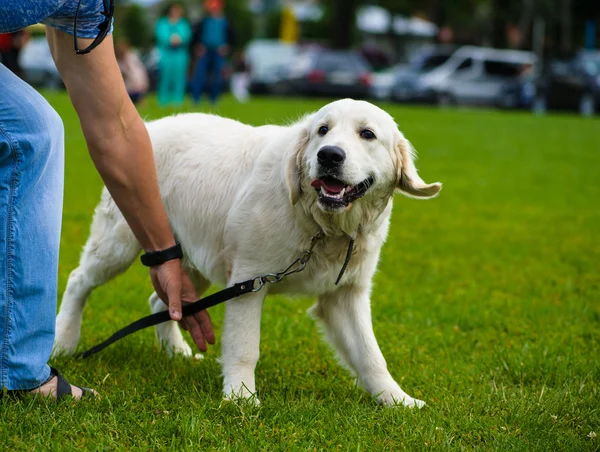 Cane adulto carino — Foto Stock