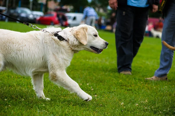 Yetişkin köpek — Stok fotoğraf