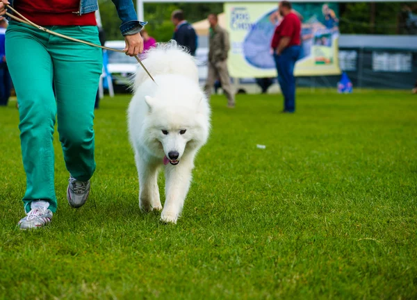 Vuxen söt hund — Stockfoto