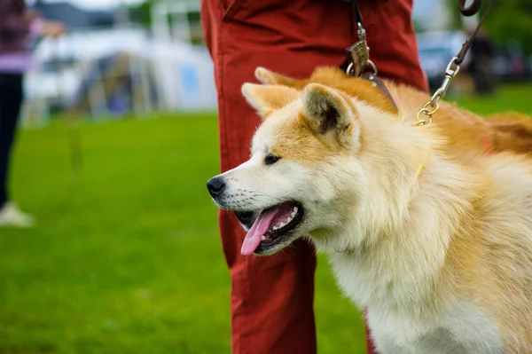 Yetişkin sevimli köpekler — Stok fotoğraf