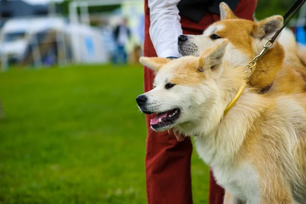 Roztomilý dospělý Dogs — Stock fotografie