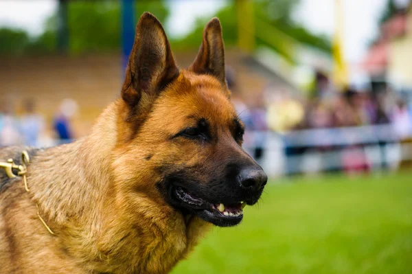 Volwassen schattige hond — Stockfoto