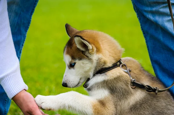 Adulto bonito cão — Fotografia de Stock