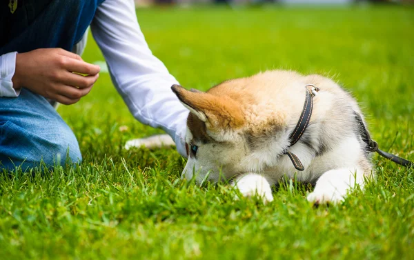 Adulto bonito cão — Fotografia de Stock