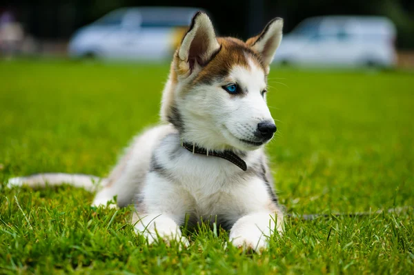 大人のかわいい犬 — ストック写真