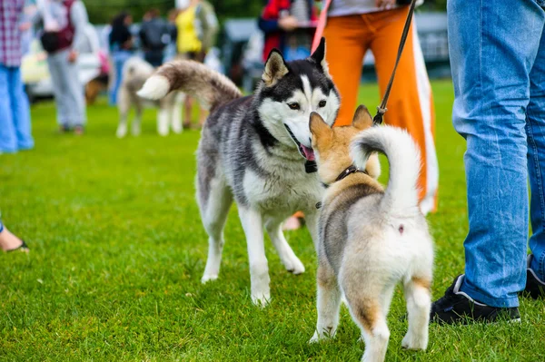 Volwassen schattig honden — Stockfoto