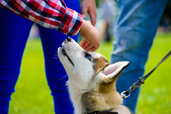 Cane adulto carino — Foto Stock