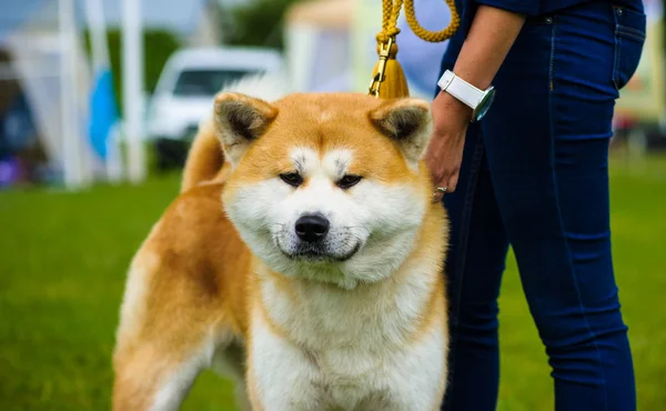 Volwassen schattige hond — Stockfoto