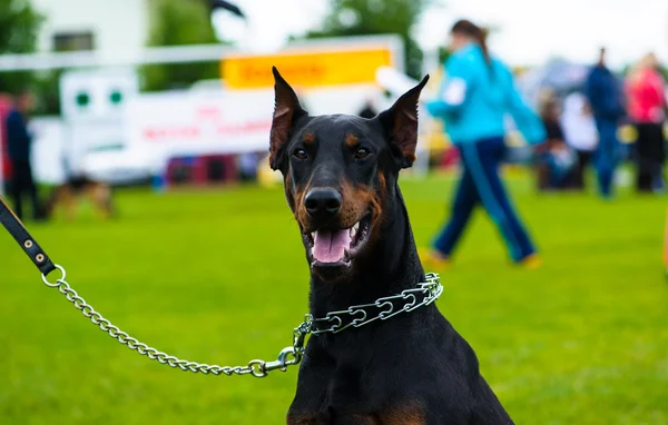 Volwassen schattige hond — Stockfoto