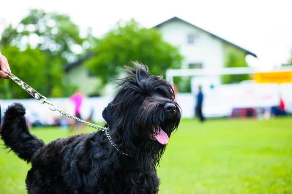 Perro lindo adulto — Foto de Stock