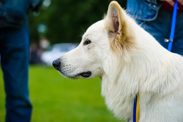 Adult cute Dog — Stock Photo, Image