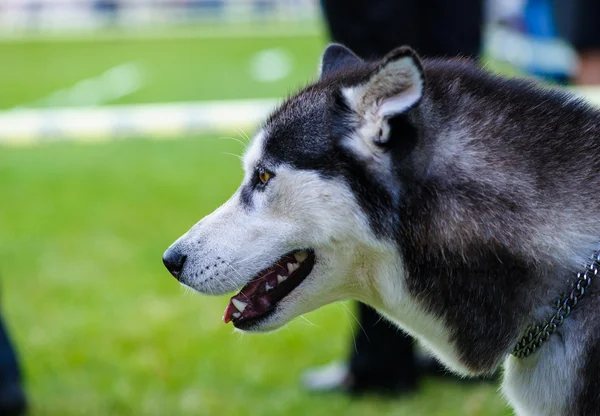 Erwachsener süßer Hund — Stockfoto