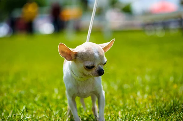 Adult cute Dog — Stock Photo, Image