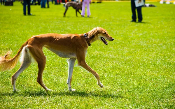 Adult cute Dog — Stock Photo, Image