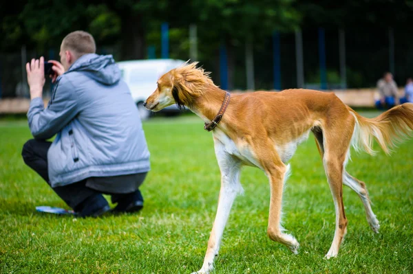 Chien mignon adulte — Photo