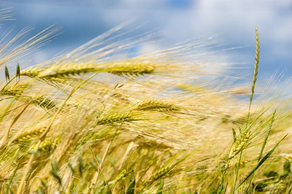 Campo de trigo dorado —  Fotos de Stock
