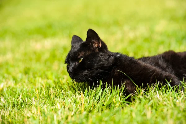 Schattig zwarte kat — Stockfoto