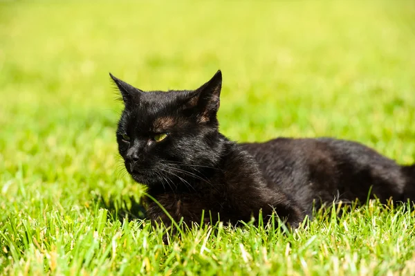 Entzückende schwarze Katze — Stockfoto