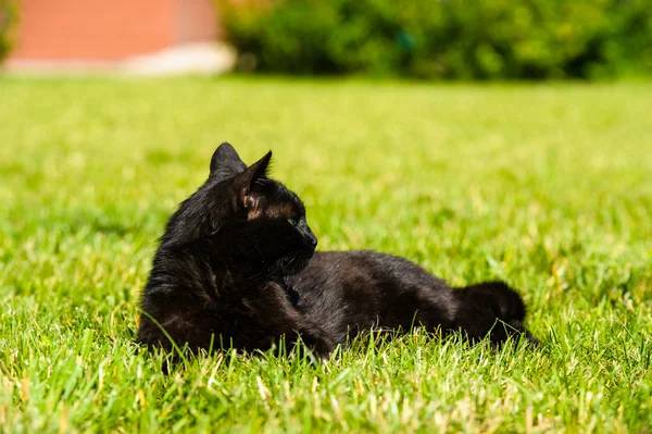 Adorabile gatto nero — Foto Stock