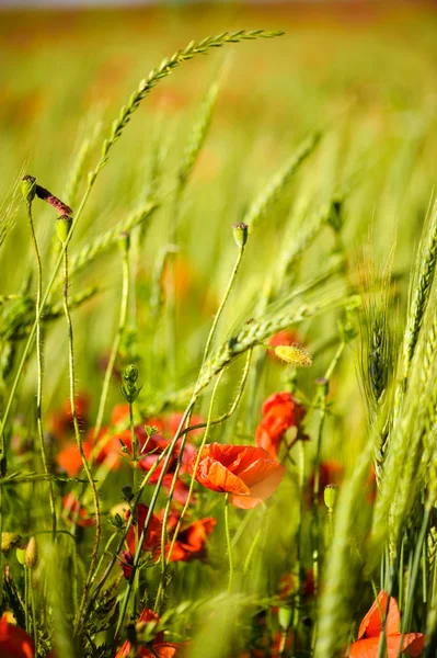 Fleurs de pavot rouge vif — Photo
