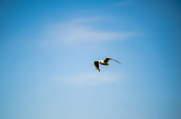 Seagull flying among the blue sky — Stock Photo, Image