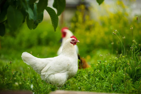 Retrato de belo frango — Fotografia de Stock