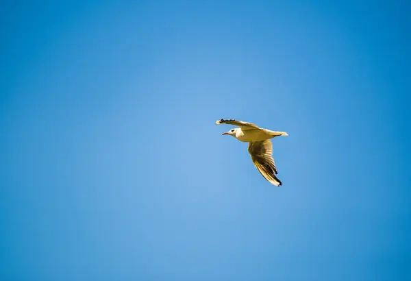 Gaviota volando entre el cielo azul — Foto de Stock