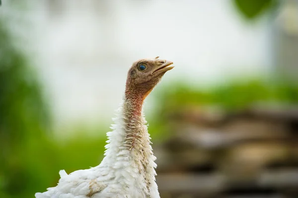 Young turkey on a farm — Stock Photo, Image